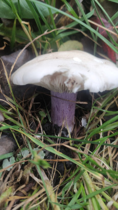 Гриб из Прилуки