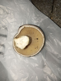 Гриб из Симферополь