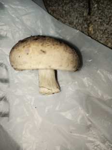 Гриб из Симферополь