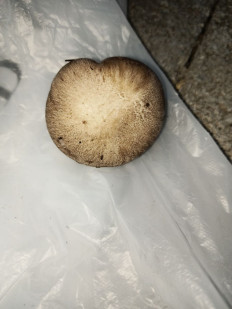 Гриб из Симферополь