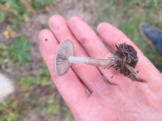 Гриб из Доброполье