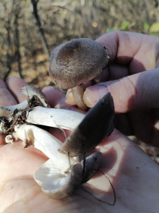 Гриб из Краснодар