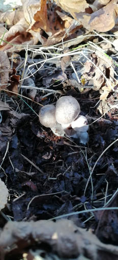 Гриб из Краснодар