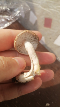 Гриб из Краснодар