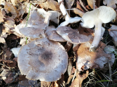 Гриб из Краснодар