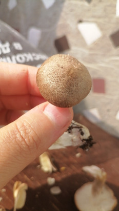 Гриб из Краснодар