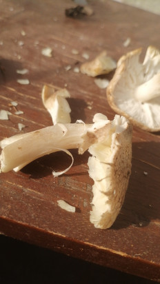 Гриб из Краснодар