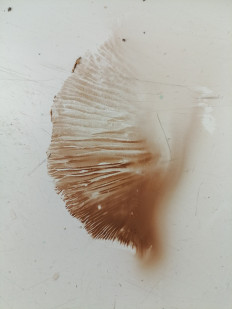 Гриб из г.Лида