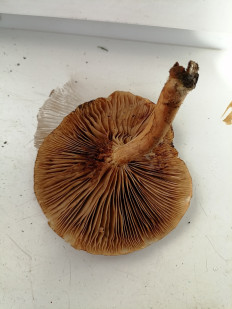 Гриб из г.Лида