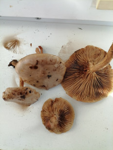 Гриб из г.Лида