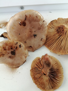 Гриб из г.Лида