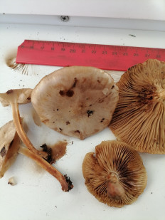 Гриб из г.Лида