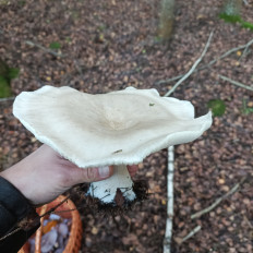 Гриб из Москва