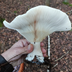 Гриб из Москва