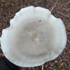 Гриб из Москва