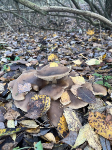 Гриб из Москва