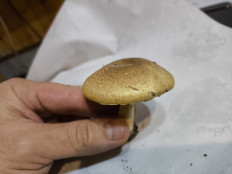 Гриб из Астрахань