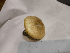 Гриб из Астрахань