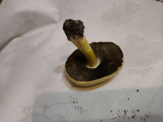 Гриб из Астрахань