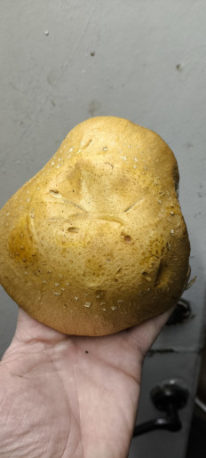 Гриб из Ставропольский край, Светлоград