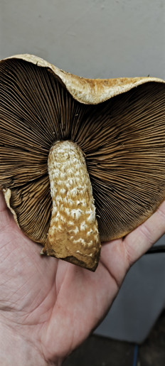 Гриб из Ставропольский край, Светлоград