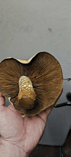 Гриб из Ставропольский край, Светлоград