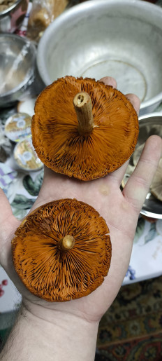 Гриб из Леонтьев