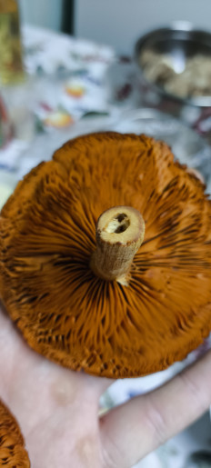 Гриб из Леонтьев