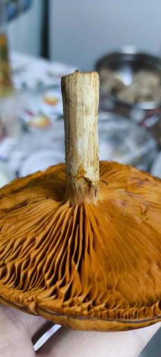 Гриб из Леонтьев