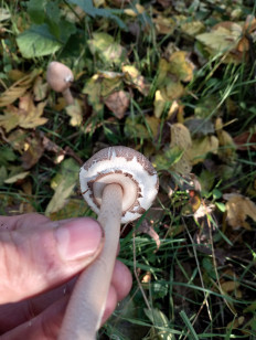 Гриб из Кропоткин