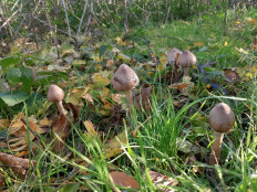 Гриб из Кропоткин