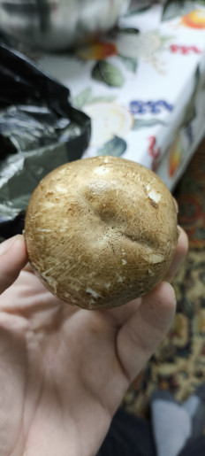 Гриб из Светлоград