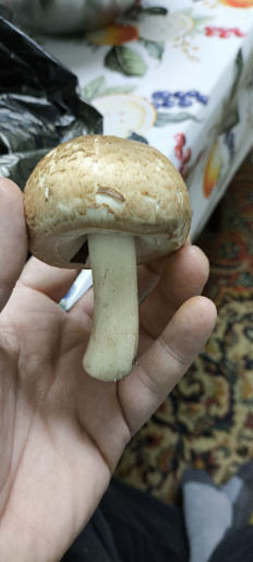 Гриб из Светлоград