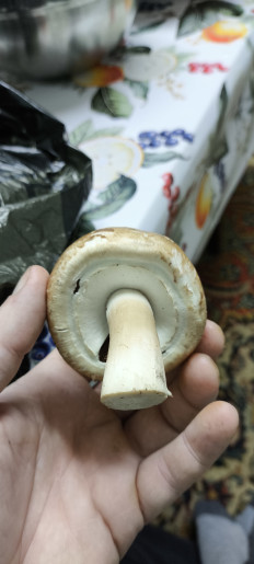 Гриб из Светлоград