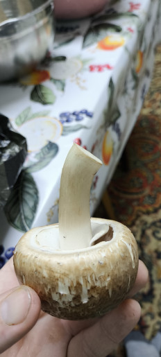 Гриб из Светлоград