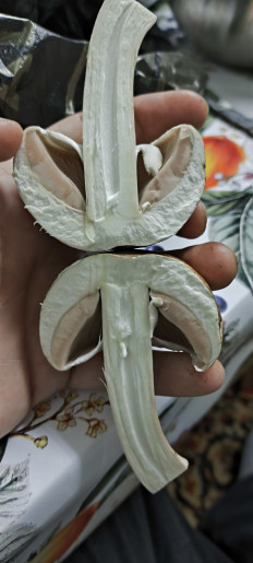 Гриб из Светлоград