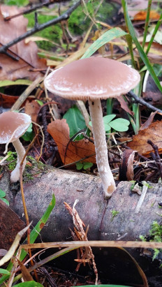 Гриб из Московская область, городской округ Пушкинский