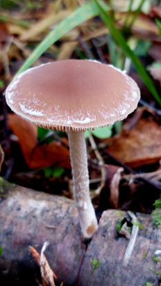 Гриб из Московская область, городской округ Пушкинский