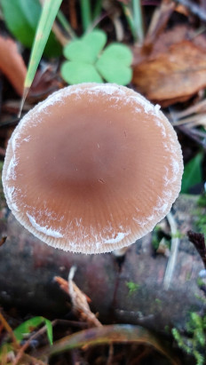 Гриб из Московская область, городской округ Пушкинский