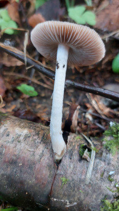 Гриб из Московская область, городской округ Пушкинский