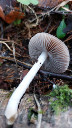 Гриб из Московская область, городской округ Пушкинский