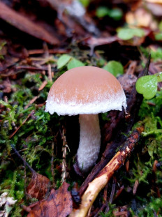 Гриб из Московская область, городской округ Пушкинский