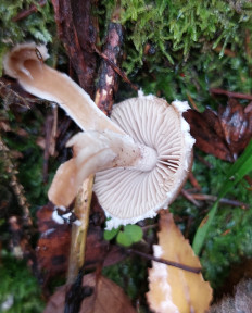 Гриб из Московская область, городской округ Пушкинский