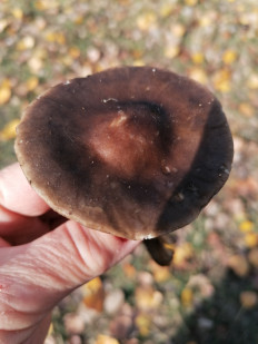 Гриб из Астрахань