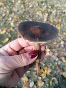 Гриб из Астрахань