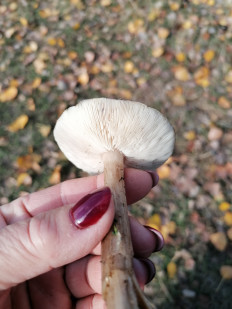 Гриб из Астрахань