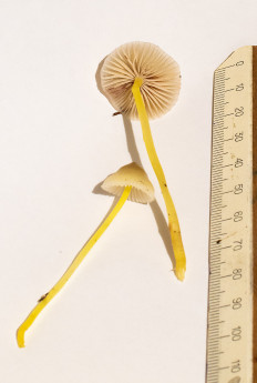 Гриб из Подольск