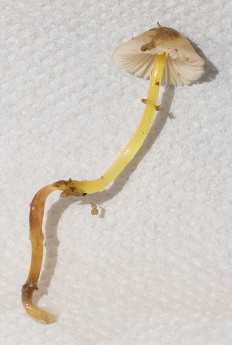 Гриб из Подольск