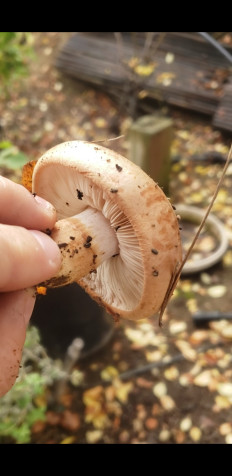 Гриб из Los Angeles