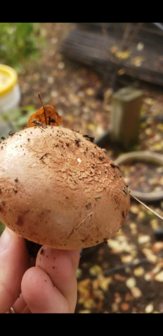 Гриб из Los Angeles